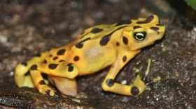  Panamanian Golden Frog at the Louisville Zoo