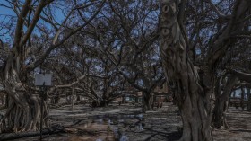 Lahaina Banyan Tree: 150-Year-Old 'Traumatized Burn Victim' of Maui Wildfire 'Still Breathing'