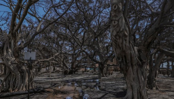 Lahaina Banyan Tree: 150-Year-Old 'Traumatized Burn Victim' of Maui Wildfire 'Still Breathing'