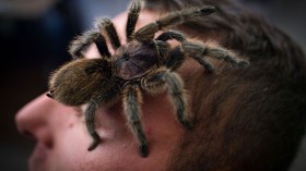 Swarm of Tarantulas on the Prowl for Mating in San Diego During Their Last Year Alive