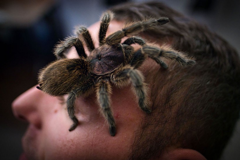 Swarm of Tarantulas on the Prowl for Mating in San Diego During Their Last Year Alive
