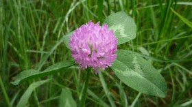 Rare Purple Clover: Good for the Soil, Animals, and Human Body
