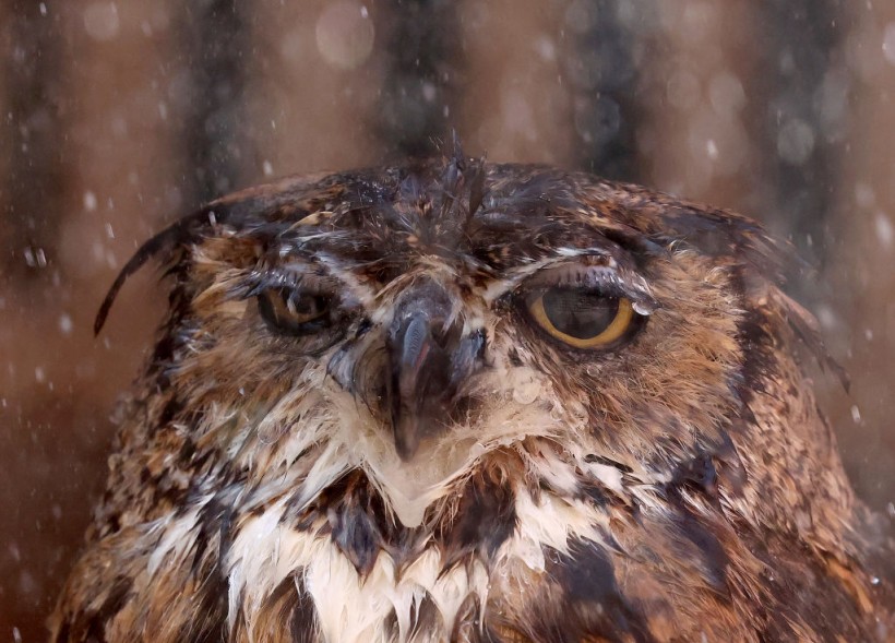 Stinky Owl With Swollen Red Eye Rescued From Pennsylvania Manure Pit, Gets New Nickname After Successful Rehabilitation