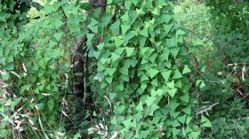 Invasive Weed Mile-a-Minute Risks Potential Spread in Maine as Barbs Attach to Native Plants, Blocking Sunlight