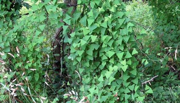 Invasive Weed Mile-a-Minute Risks Potential Spread in Maine as Barbs Attach to Native Plants, Blocking Sunlight