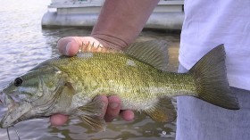 Chemical Rotenone in Colorado River Possible Solution to Invasive Predatory Fish Smallmouth Bass