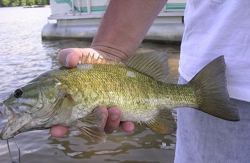 Chemical Rotenone in Colorado River Possible Solution to Invasive Predatory Fish Smallmouth Bass