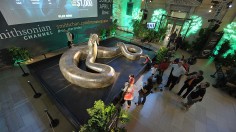 Replica of Titanoboa