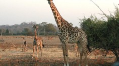 1st Patternless Giraffe in the World Born in Tennessee Zoo, Already 6 Feet Tall