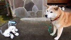 A stock photo of Shiba Inu