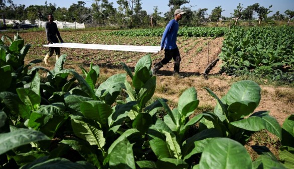 CUBA-ECONOMY-AGRICULTURE-CLIMATE-TOBACCO-RECOVERY