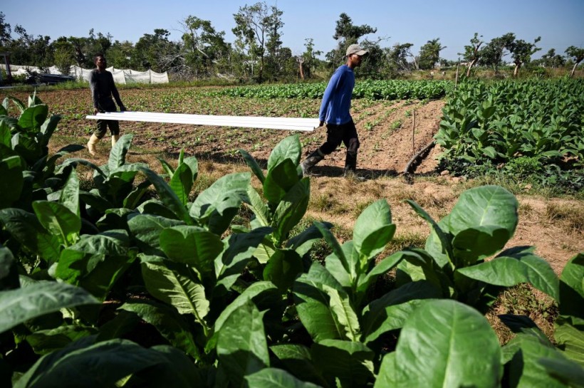 CUBA-ECONOMY-AGRICULTURE-CLIMATE-TOBACCO-RECOVERY