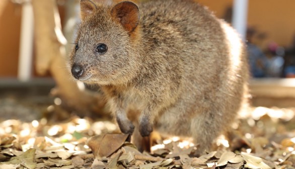  Quokka