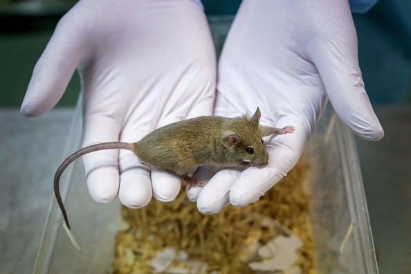 A zootechnician holds a laboratory rat at the University of Geneva on January 18, 2022. On February 13, 2022 the Swiss citizen will vote for the fourth time on whether to ban animal testing. 