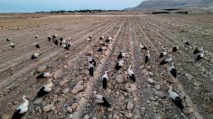 PALESTINIAN-ISRAEL-NATURE-BIRDS