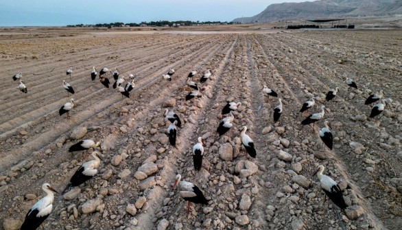 PALESTINIAN-ISRAEL-NATURE-BIRDS