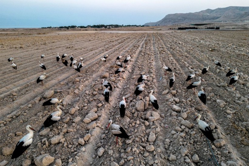 PALESTINIAN-ISRAEL-NATURE-BIRDS