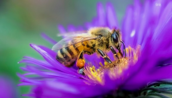 Honey bee perched up in purple flower in closeup photography dyring daytime
