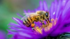 Honey bee perched up in purple flower in closeup photography dyring daytime