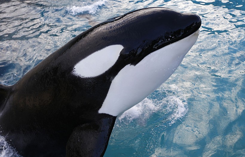 A stock photo of Orca or killer whales.