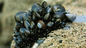 mussels