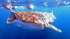 MEXICO-HEALTH-VIRUS-ANIMAL-WHALE SHARK