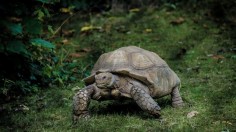 Gray tortoise walking on green grass field photo