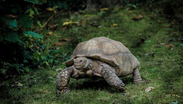 Gray tortoise walking on green grass field photo