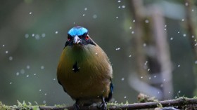 COLOMBIA-VISUAL DISABILITIES-BIRDWATCHING