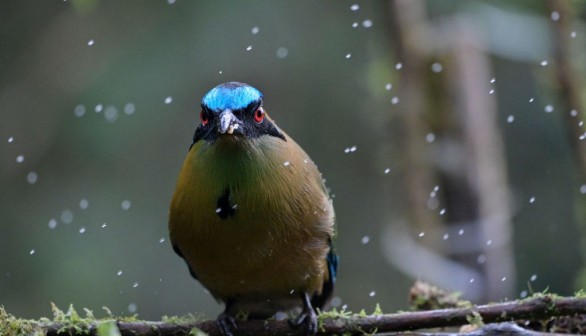 COLOMBIA-VISUAL DISABILITIES-BIRDWATCHING