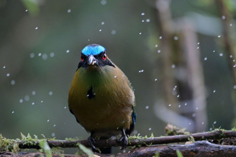 COLOMBIA-VISUAL DISABILITIES-BIRDWATCHING