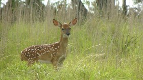 white-tailed deer