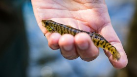 Rare Endangered Fish Chesapeake Logperch Spotted in State Waterways Given Electronic Tags for Species Recovery