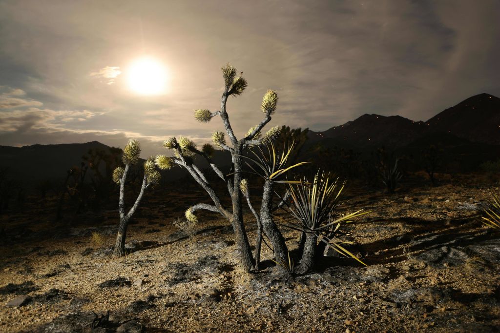 California Drought Prolonged Heat Climate Change Causes 36 Million   Joshua Trees 