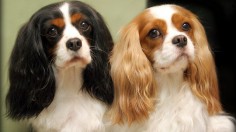 Cavalier King Charles Spaniel