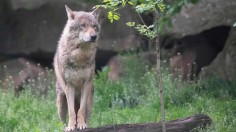 GERMANY-NATURE-ANIMAL-WOLF