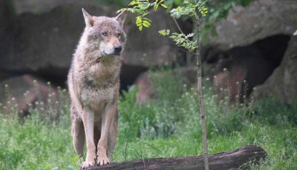 GERMANY-NATURE-ANIMAL-WOLF