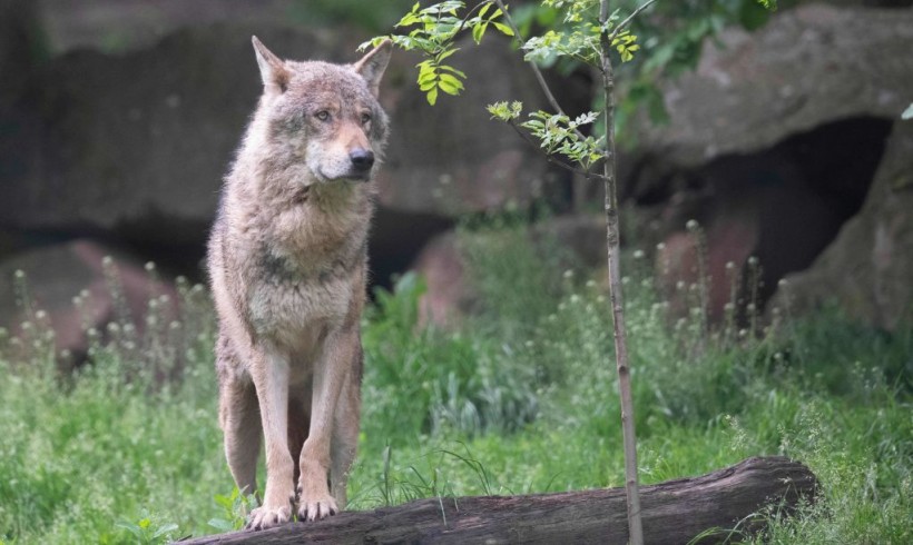 GERMANY-NATURE-ANIMAL-WOLF