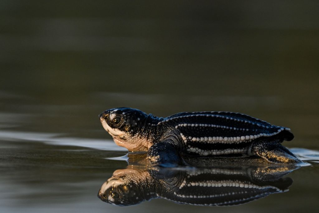 Small turtles bought online linked to salmonella outbreak affecting  children 