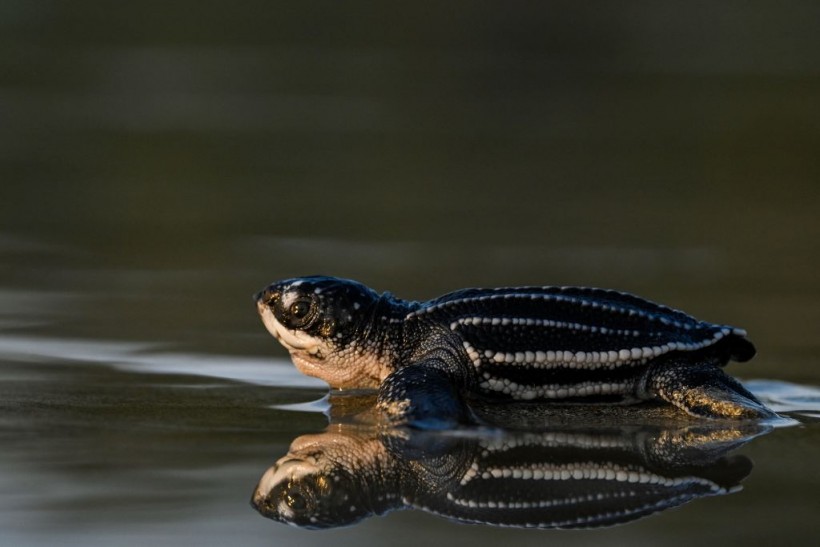 A stock photo of a small turtle. 