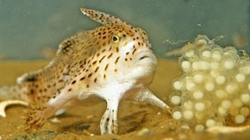 Very Rare Fish Narrowbody Handfish Spotted at 960 Feet Depth in Tasmania 25 Years After Last Sighting