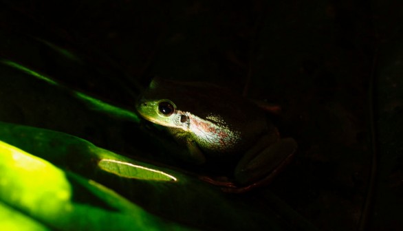 South American Frogs Glow to Signal Each Other, Ward Off Predators Using Fluorescent Compound at Twilight