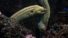 Somerset Eel Population