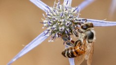 A stock photo of a  bee.