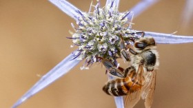 A stock photo of a  bee.