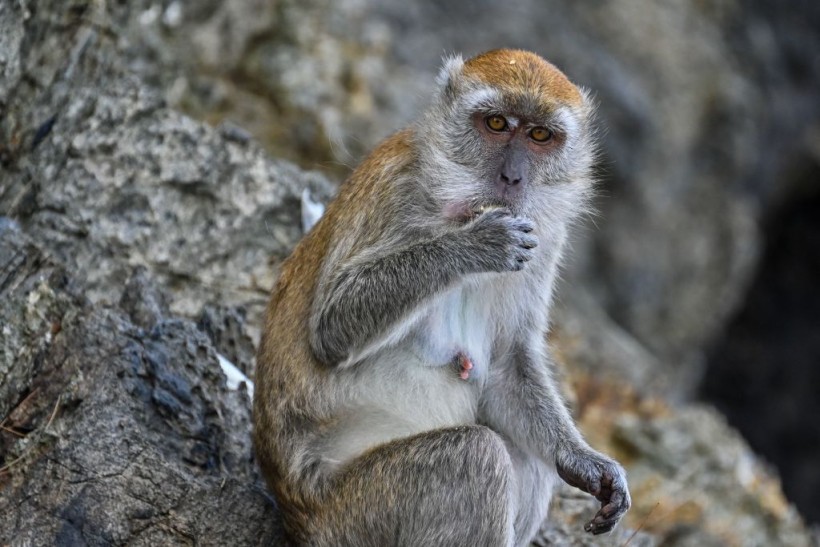 Wild Rhesus Macaque Monkey On the Loose in Florida Knows How to Avoid Vehicular Traffic