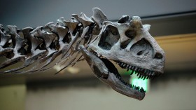 A stock photo of a dinosaur.