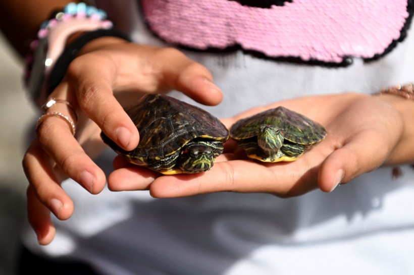 Salmonella Outbreak at 26 Cases in 11 States Prompts Officials to Warn Pet Owners Against Kissing Turtles