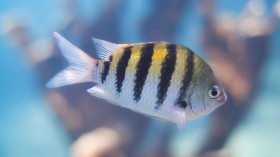 Warm Ocean Temperatures Make Fish Forgetful, Vulnerable to Predators