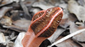 Weird Pink Fungus Lantern Stinkhorn Pops Up in Queensland Backyard Smelling Like Dog Poop